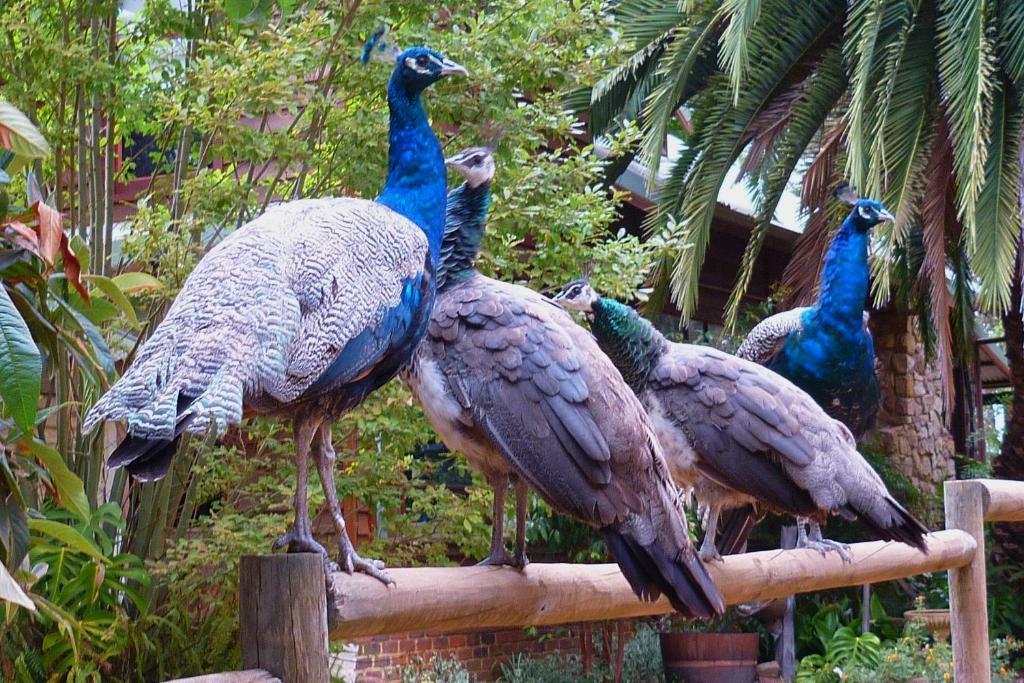 Margaret River Hideaway & Farmstay Extérieur photo